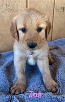 Zoe, a female Golden Retriever for sale in Lodi, CA – 4 of 4
