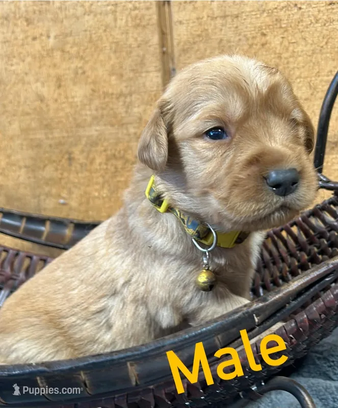 Charlie  – Golden Retriever puppy for sale in Lodi, CA