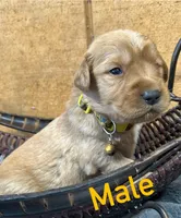 Charlie , a male Golden Retriever for sale in Lodi, CA – 1 of 2