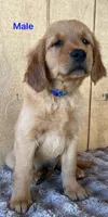 Loki, a male Golden Retriever for sale in Lodi, CA – 2 of 3