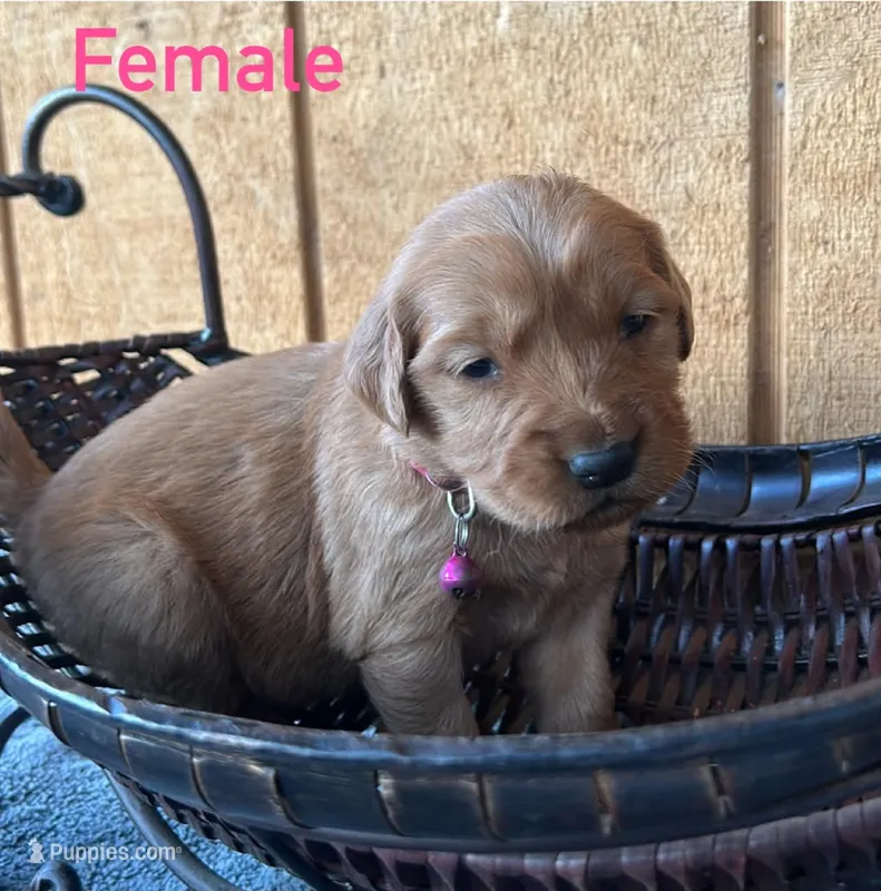 Rosie – Golden Retriever puppy for sale in Lodi, CA