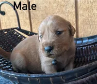 Enzo, a male Golden Retriever for sale in Lodi, CA – 2 of 2