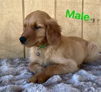 Walter, a male Golden Retriever for sale in Lodi, CA – 2 of 4