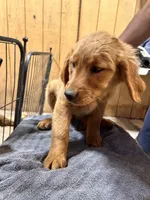 Keyla, a female Golden Retriever for sale in Lodi, CA – 1 of 6
