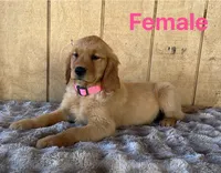 Keyla, a female Golden Retriever for sale in Lodi, CA – 5 of 6