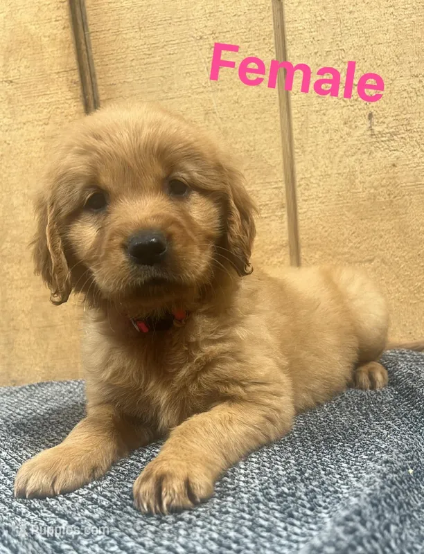 Nora  – Golden Retriever puppy for sale in Lodi, CA