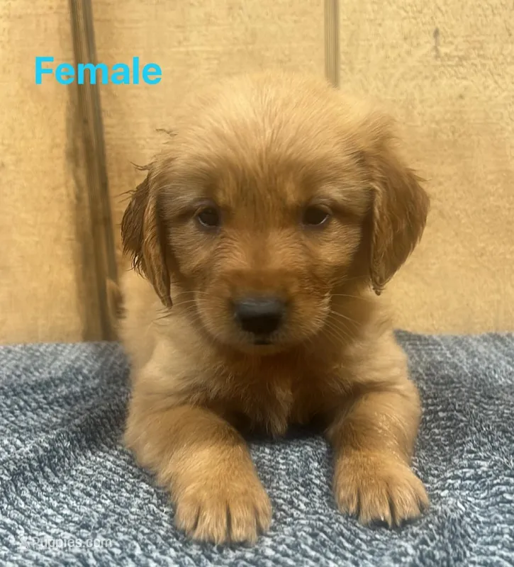 Nora , a female Golden Retriever for sale in Lodi, CA – Photo 1 of 2