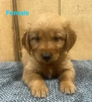 Nora , a female Golden Retriever for sale in Lodi, CA – Photo 1 of 2