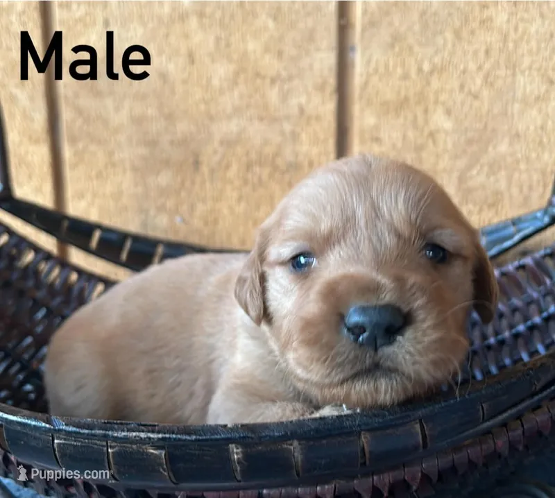 Enzo – Golden Retriever puppy for sale in Lodi, CA