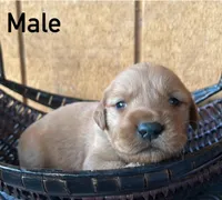 Enzo, a male Golden Retriever for sale in Lodi, CA – 1 of 2