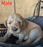 Lucas, a male Golden Retriever for sale in Lodi, CA – 2 of 2