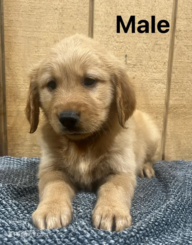 Bruno  – Golden Retriever puppy for sale in Lodi, CA