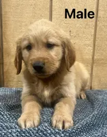 Bruno , a male Golden Retriever for sale in Lodi, CA – 1 of 2