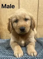 Bruno , a male Golden Retriever for sale in Lodi, CA – 2 of 2