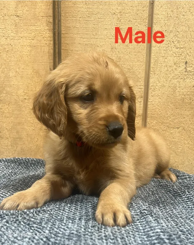Sunny – Golden Retriever puppy for sale in Lodi, CA