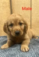 Sunny, a male Golden Retriever for sale in Lodi, CA – Photo 2 of 2