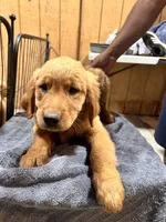 Keyla, a female Golden Retriever for sale in Lodi, CA – 2 of 6