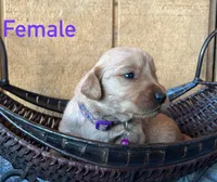Daisy, a female Golden Retriever for sale in Lodi, CA – 2 of 2
