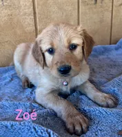 Zoe, a female Golden Retriever for sale in Lodi, CA – 2 of 4