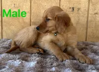 Walter, a male Golden Retriever for sale in Lodi, CA – 3 of 4