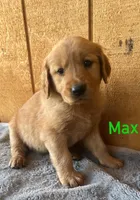 Max, a male Golden Retriever for sale in Lodi, CA – 1 of 4