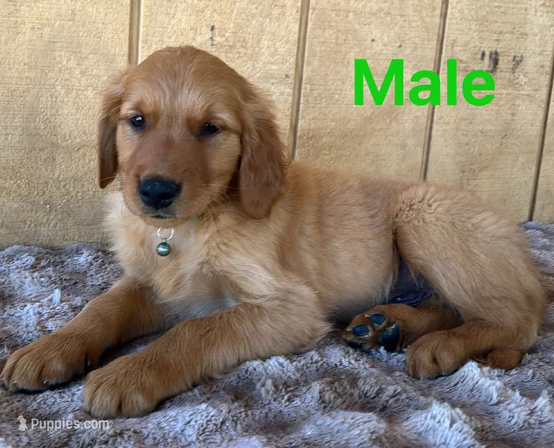 Walter – Golden Retriever puppy for sale in Lodi, CA