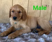 Walter, a male Golden Retriever for sale in Lodi, CA – 1 of 4