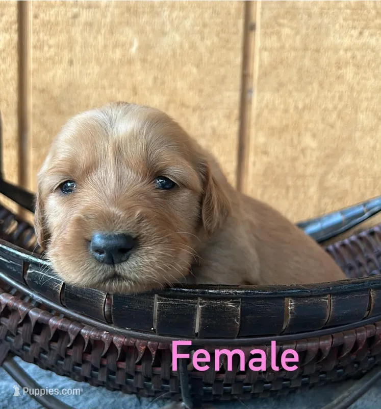 Zoe – Golden Retriever puppy for sale in Lodi, CA