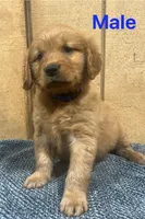 Cooper , a male Golden Retriever for sale in Lodi, CA – Photo 2 of 2