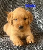 Milo , a male Golden Retriever for sale in Lodi, CA – 2 of 2