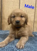 Cooper , a male Golden Retriever for sale in Lodi, CA – Photo 1 of 2