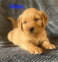 Milo , a male Golden Retriever for sale in Lodi, CA – 1 of 2