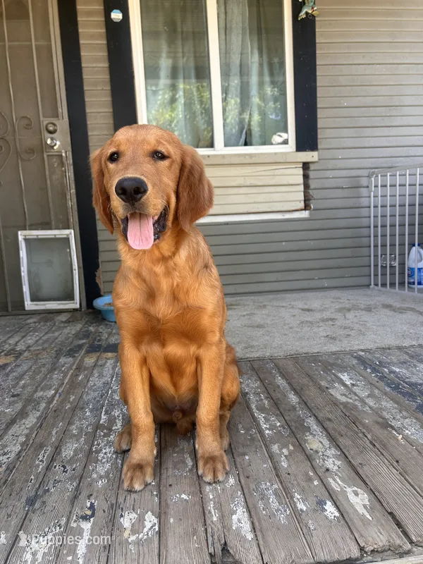 Bruno  – Golden Retriever puppy for sale in Lodi, CA