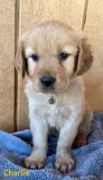 Charlie , a male Golden Retriever for sale in Lodi, CA – 3 of 4