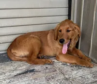 Nora , a female Golden Retriever for sale in Lodi, CA – 5 of 5