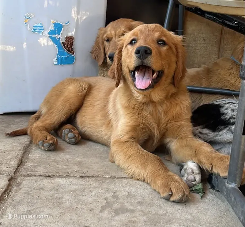 Nora  – Golden Retriever puppy for sale in Lodi, CA