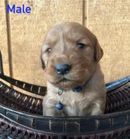 Loki, a male Golden Retriever for sale in Lodi, CA – 2 of 2
