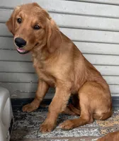 Nora , a female Golden Retriever for sale in Lodi, CA – 4 of 5