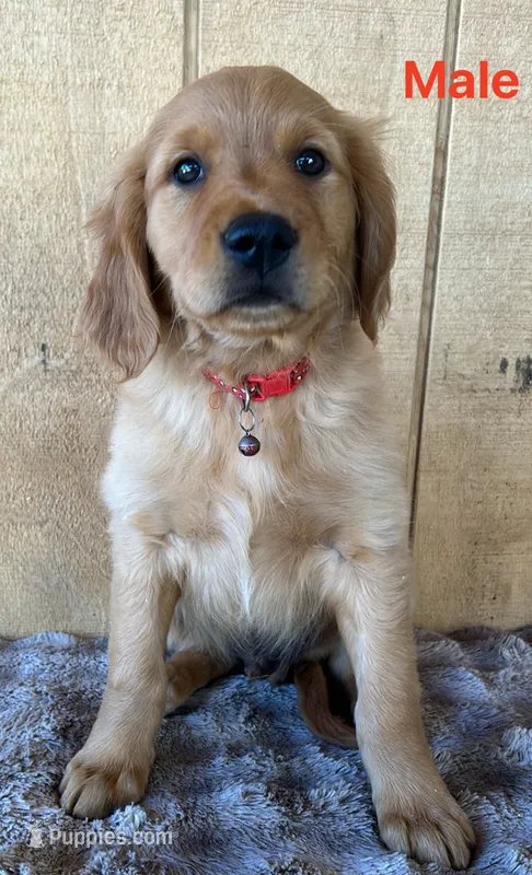 Milo – Golden Retriever puppy for sale in Lodi, CA