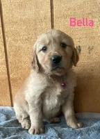 Bella, a female Golden Retriever for sale in Lodi, CA – 3 of 4