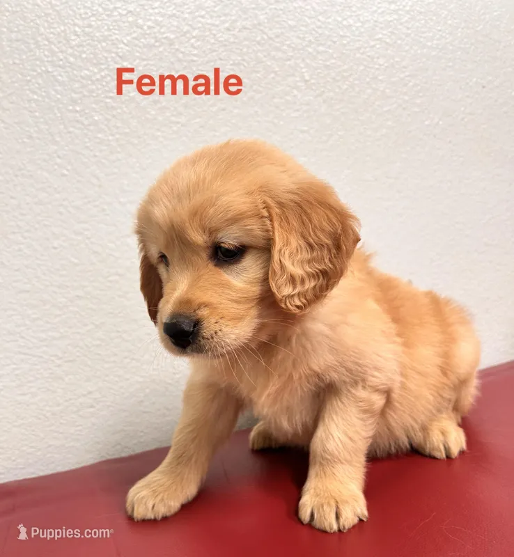 Kira  – Golden Retriever puppy for sale in Lodi, CA