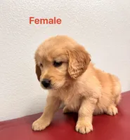 Kira , a female Golden Retriever for sale in Lodi, CA – Photo 1 of 2