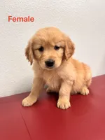 Kira , a female Golden Retriever for sale in Lodi, CA – Photo 2 of 2