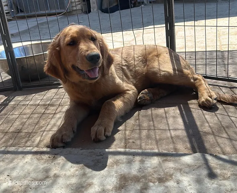 Bruno  – Golden Retriever puppy for sale in Lodi, CA
