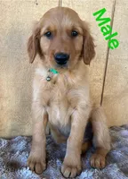Walter, a male Golden Retriever for sale in Lodi, CA – 4 of 4