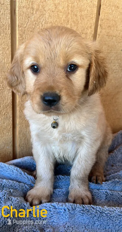Charlie  – Golden Retriever puppy for sale in Lodi, CA