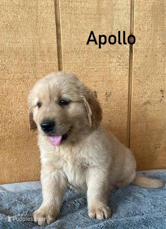 Apollo  – Golden Retriever puppy for sale in Lodi, CA