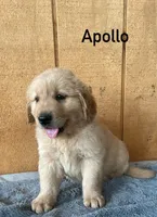 Apollo , a male Golden Retriever for sale in Lodi, CA – 1 of 4
