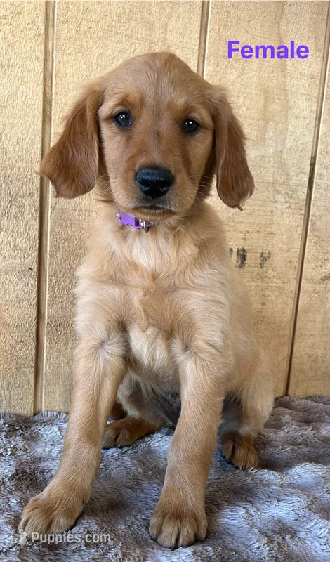 Kira  – Golden Retriever puppy for sale in Lodi, CA