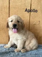 Apollo , a male Golden Retriever for sale in Lodi, CA – 3 of 4